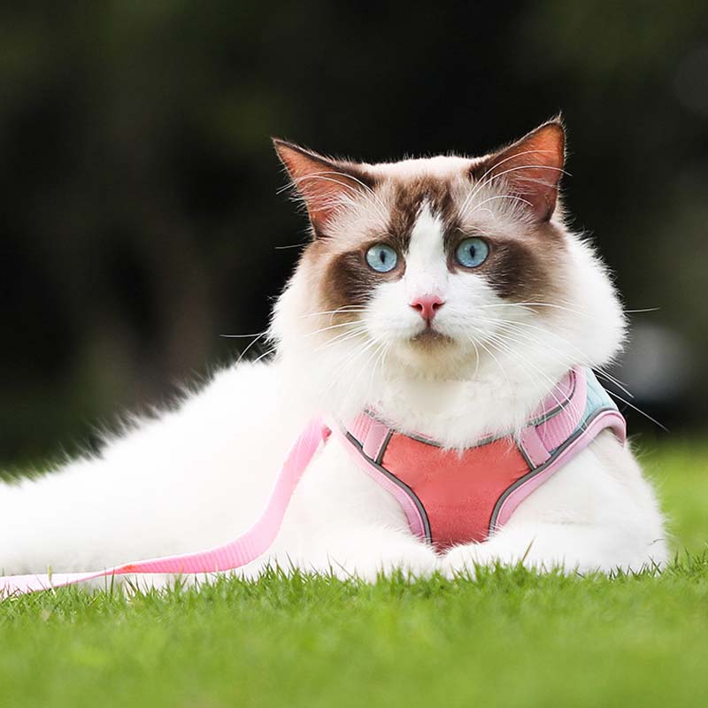 Oprsnica in povodec proti pobegu (🐱 samo za mačke)